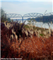 Tall plants in front of the Railroad bridge crossing the Missouri River. 