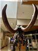 Woolly Mammoth skeleton at ND Heritage Center. 
