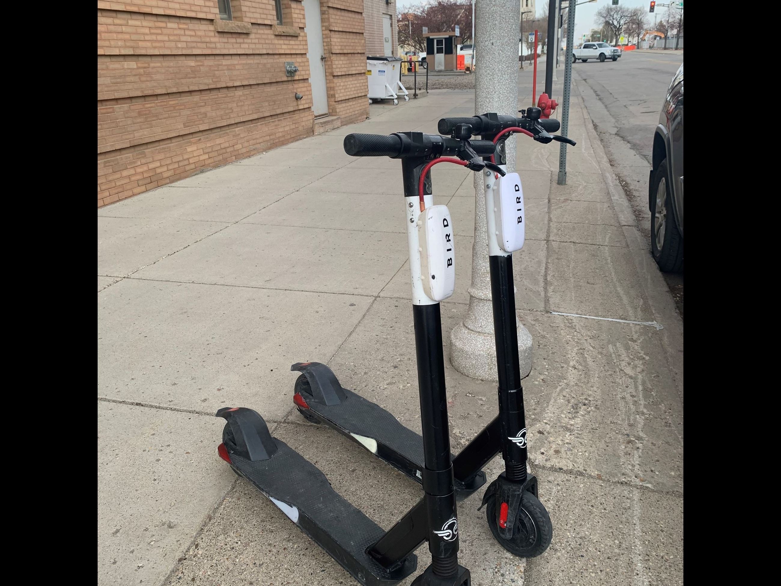 Bird Scooters 