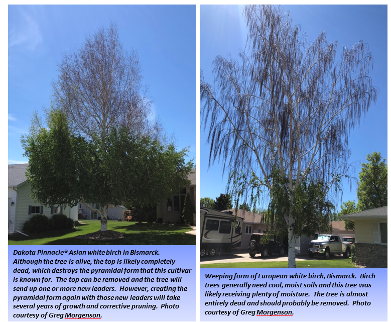 Asian white birch tree