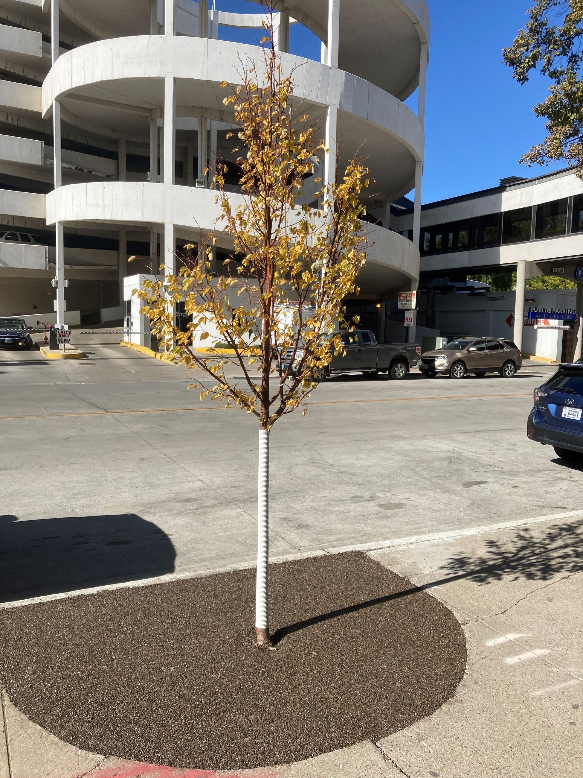 Porous Pavement Used In Tree Wells